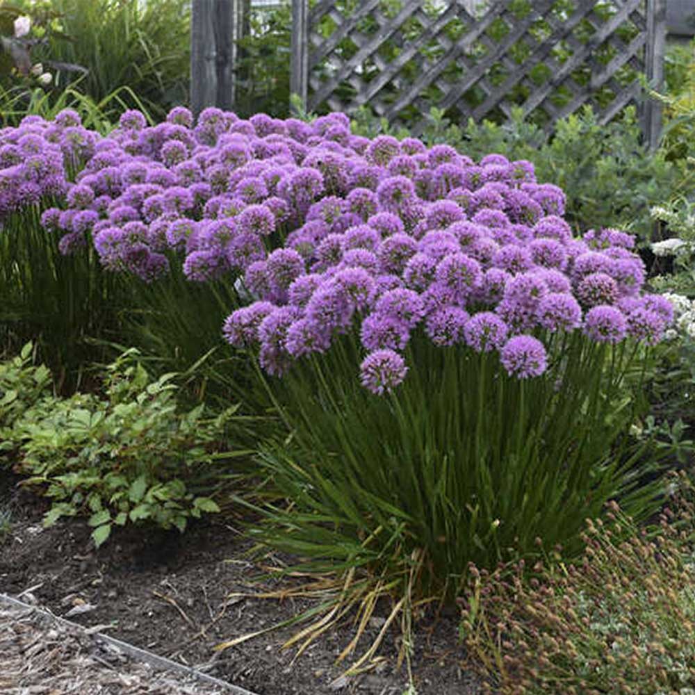 Allium Millenium - immagine 2