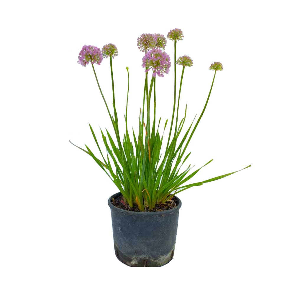 Allium Millenium