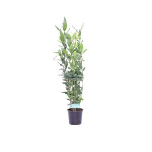 Alloro laurus nobilis