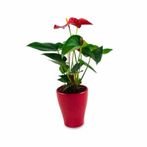 Anthurium