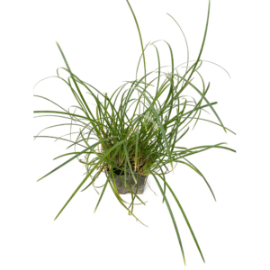 Convallaria Japonica