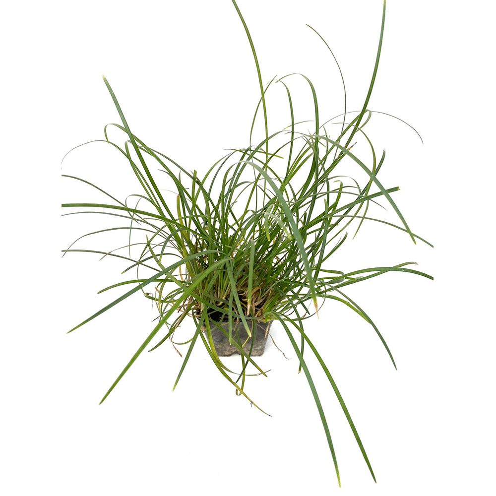 Convallaria Japonica