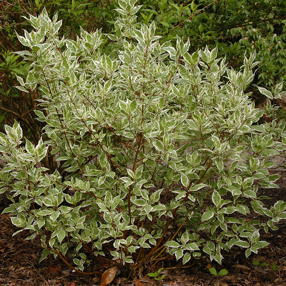 Cornus Alba in varietà - immagine 3