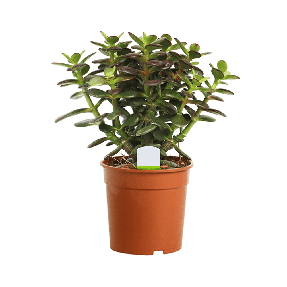 Crassula