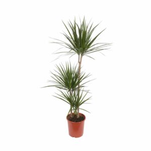 Dracaena Marginata