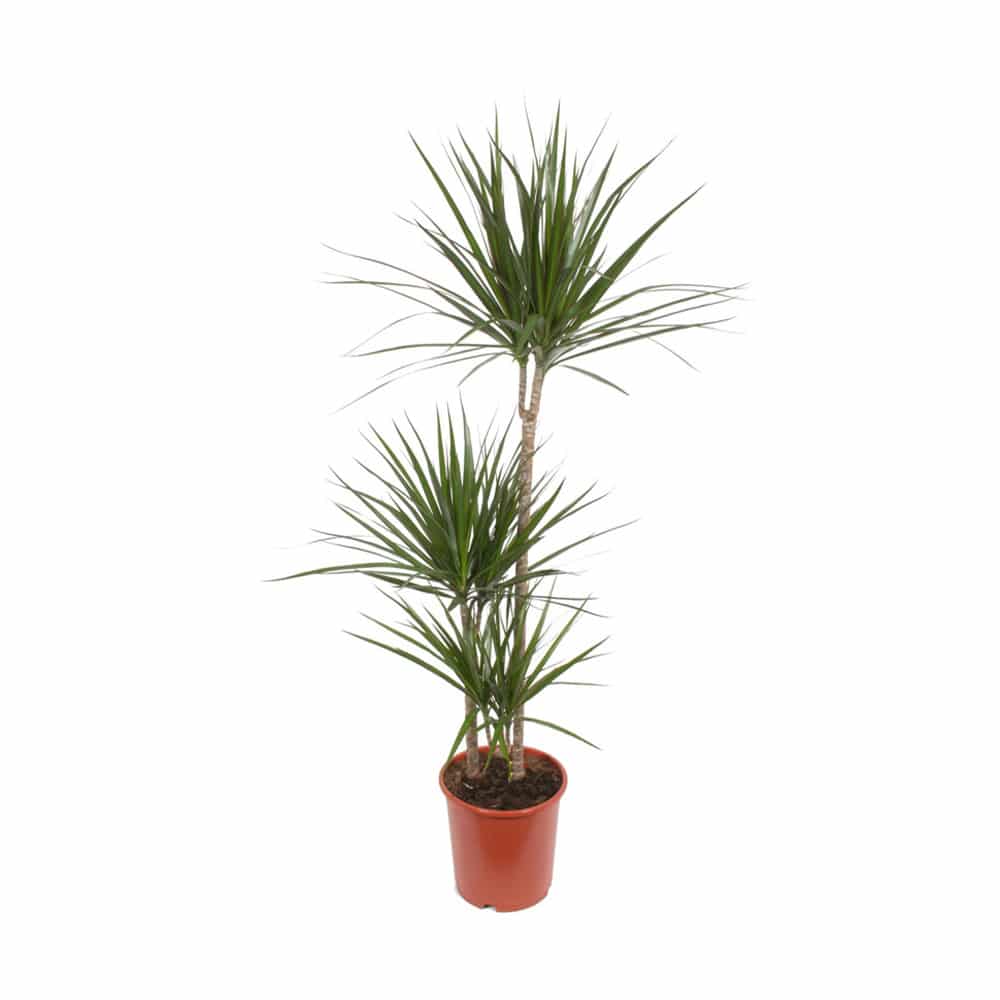 Dracaena Marginata