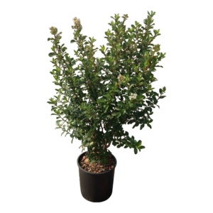 Escallonia in Varietà