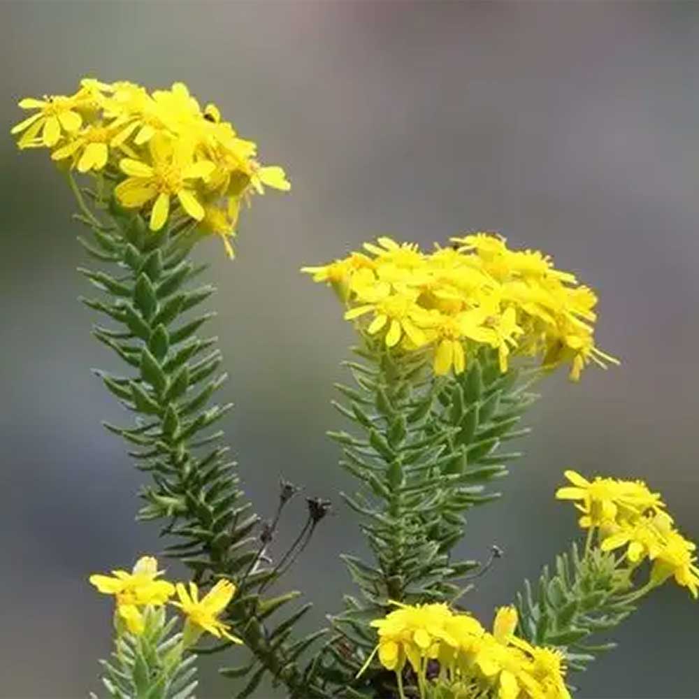 Euryops Tysonii - immagine 2