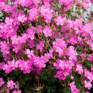 Geranium Cantabrigiense "Westray"