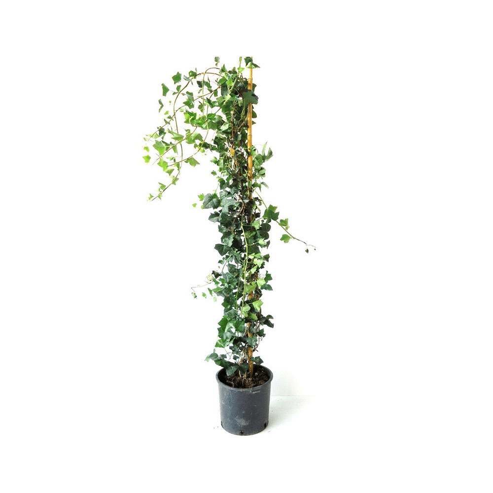 Hedera in Varietà