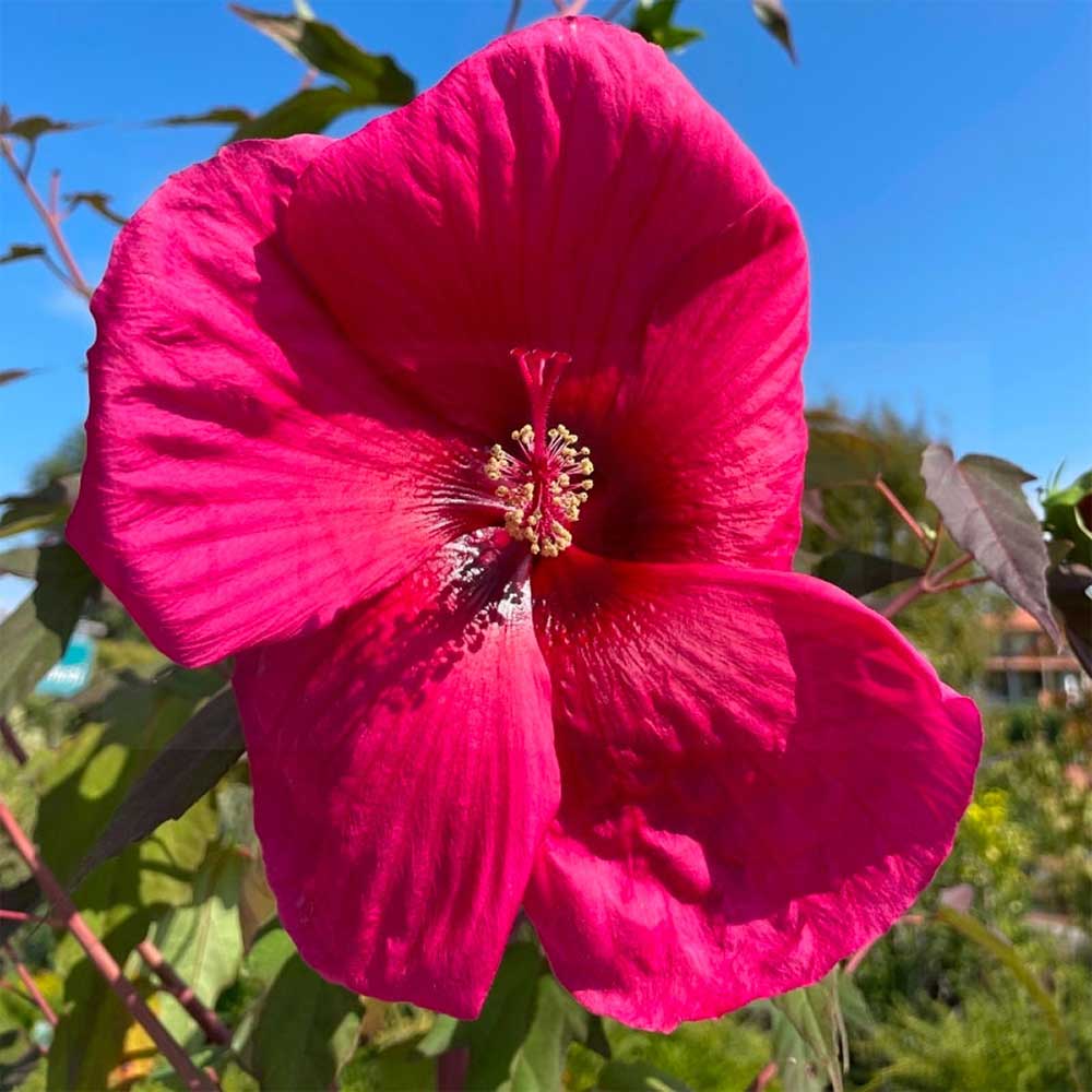 Hibiscus Moscheutos in Varietà - immagine 4