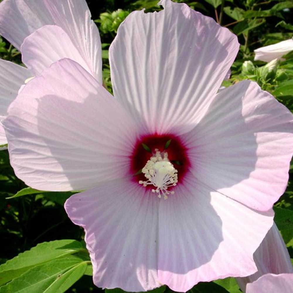 Hibiscus Moscheutos in Varietà - immagine 5
