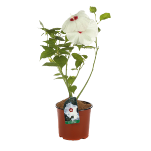 Hibiscus Moscheutos in Varietà