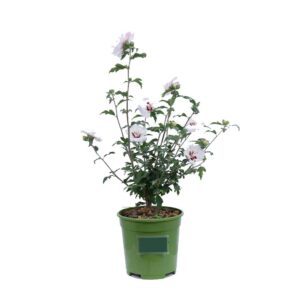 Hibiscus in varietà