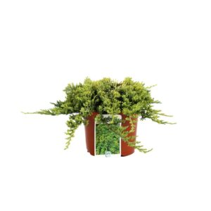 Juniperus