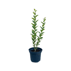 Ligustrum Ovalifolium Green Diamond