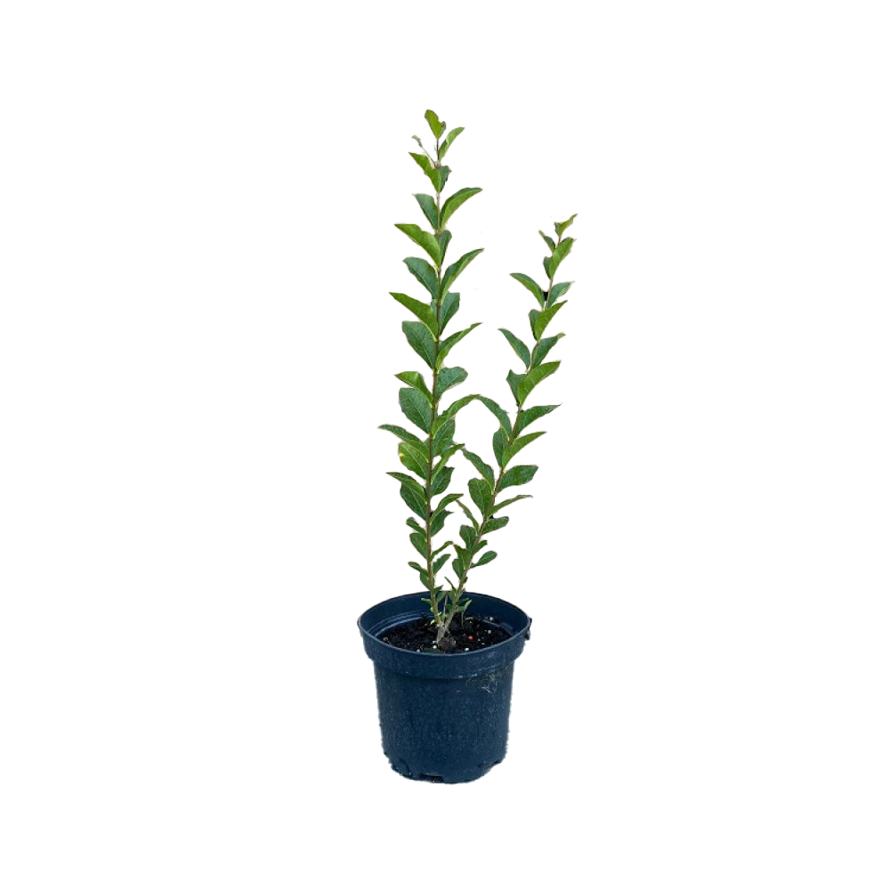 Ligustrum Ovalifolium Green Diamond