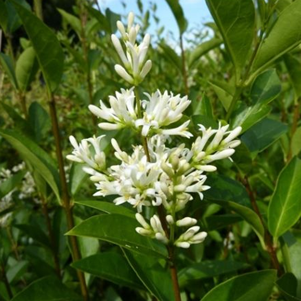 Ligustrum Ovalifolium Green Diamond - immagine 2