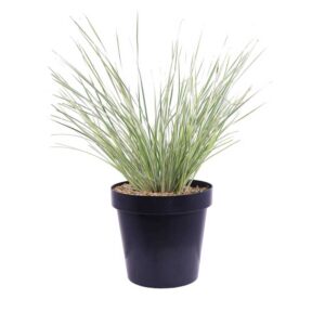 Lomandra Longifolia