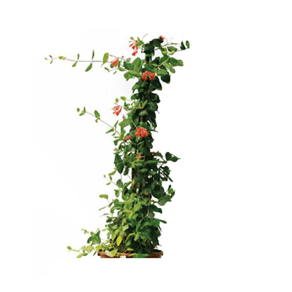 Lonicera Periclimentum Serotina