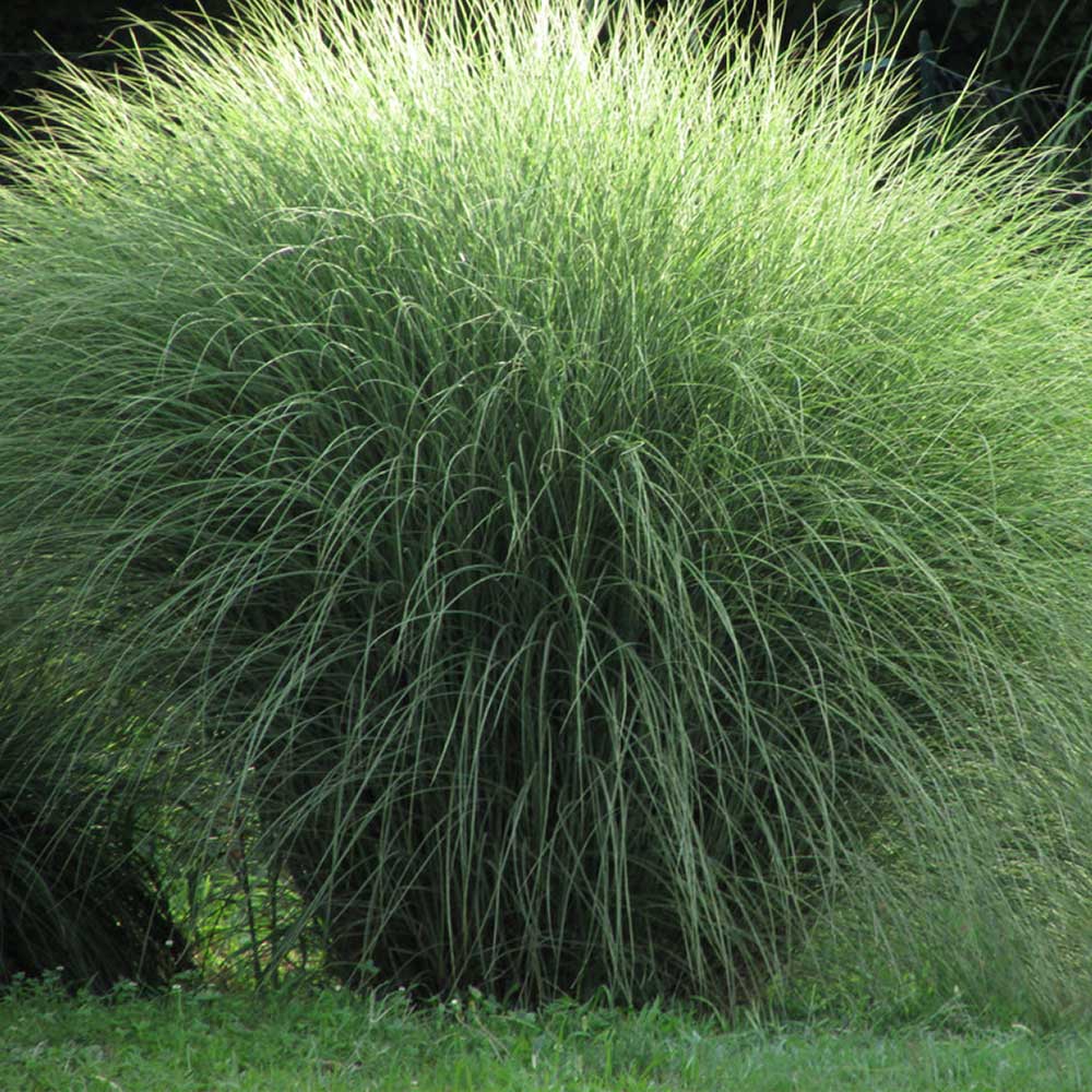 Miscanthus Morning Light - immagine 2