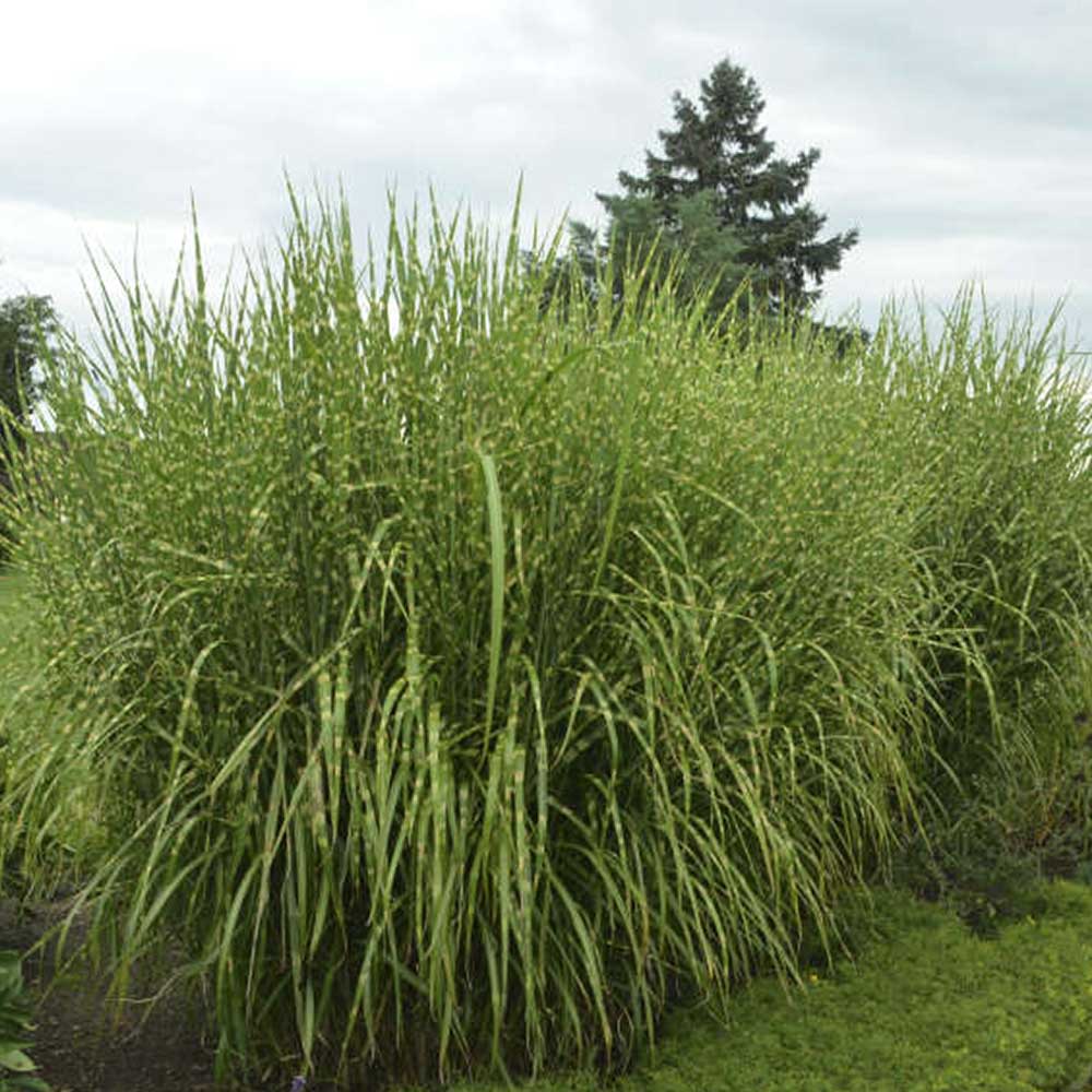 Miscanthus Sinensis Strictus - immagine 2