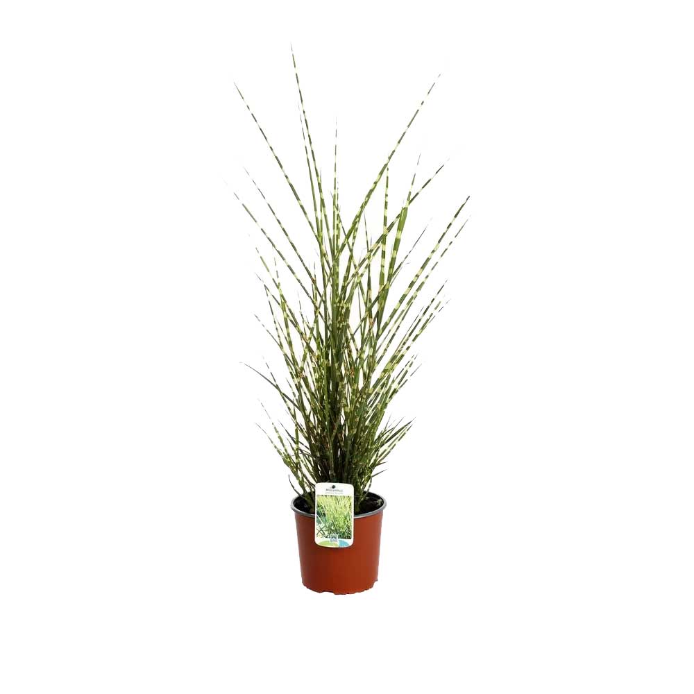 Miscanthus Sinensis Strictus