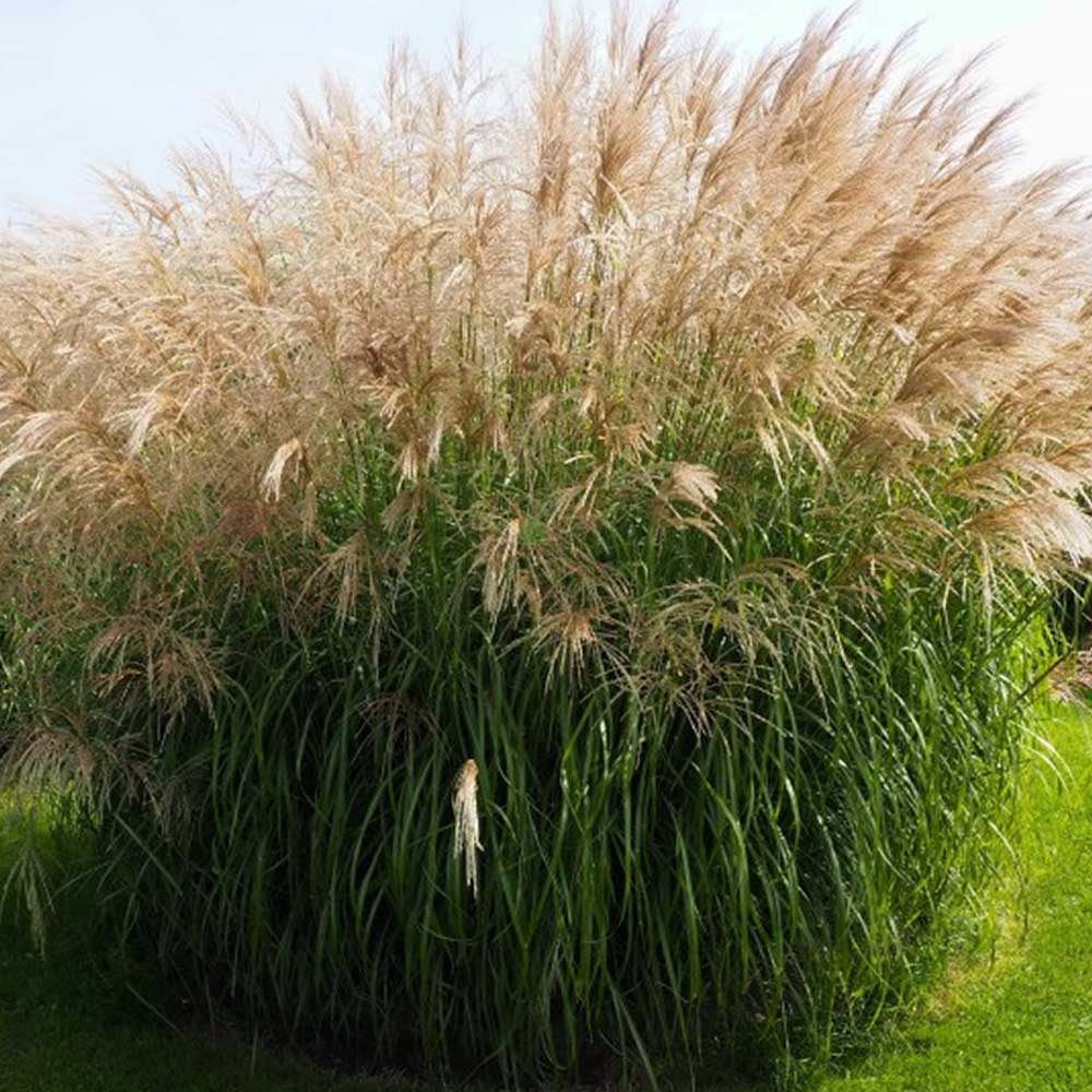 Miscanthus Sinensis - immagine 2