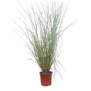 Miscanthus Sinensis