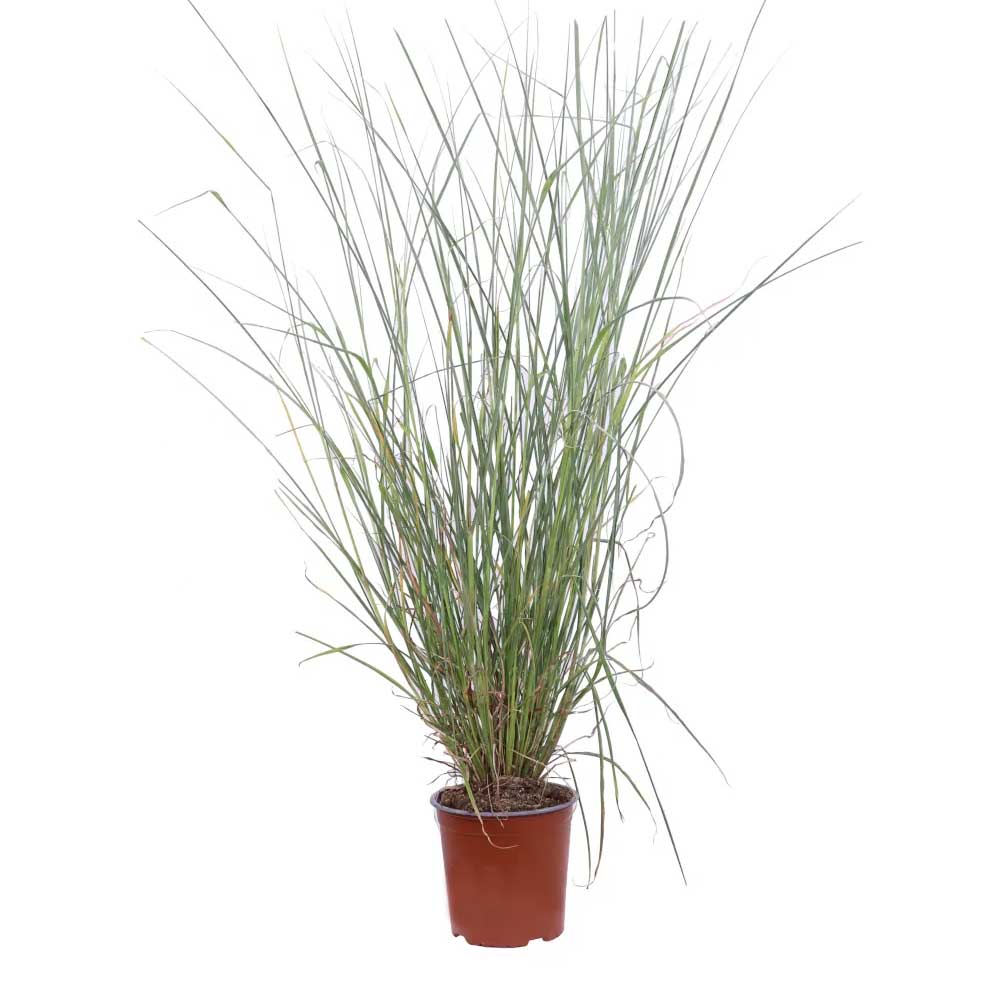 Miscanthus Sinensis