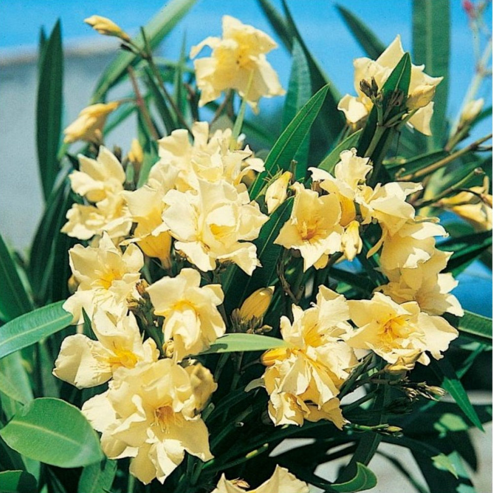 Nerium Oleander - immagine 3