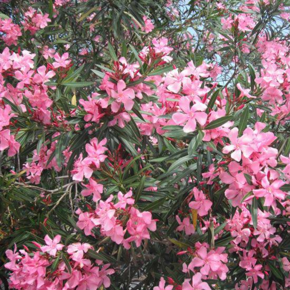 Nerium Oleander - immagine 4