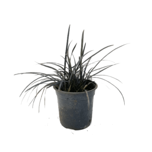 Ophiopogon