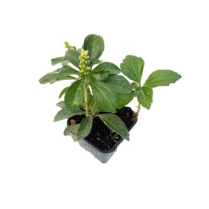 Pachysandra