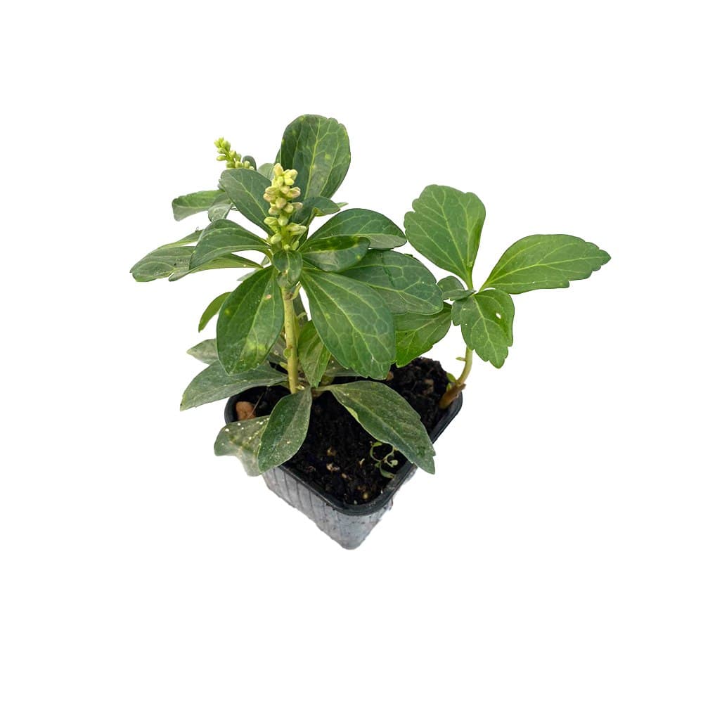 Pachysandra