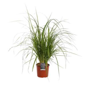 Pennisetum Alopecuroides