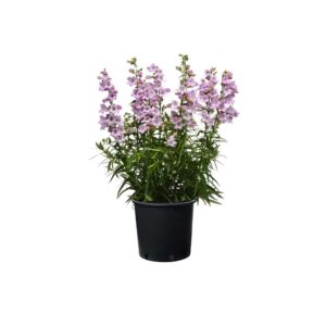 Penstemon Quartz