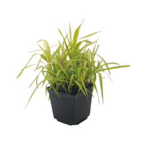 Phalaris Arundinacea