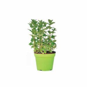 Menta