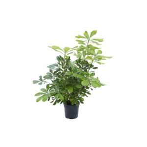 Pittosporum Tobira