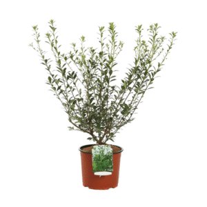 Pittosporo Heterophylla