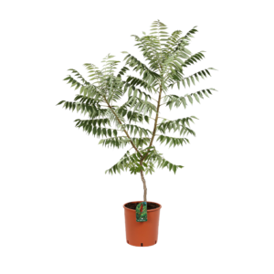 Rhus Typhina Laciniata