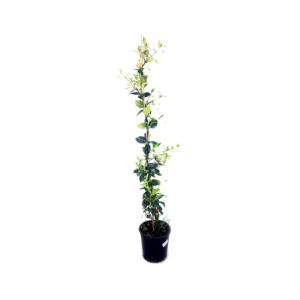 Rincospermum (Trachelospermum jasminoide)