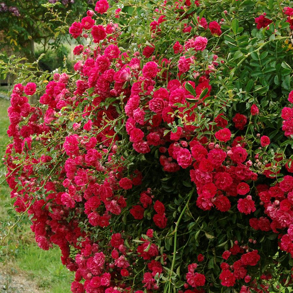 Rosa Fairy Rougue - immagine 2
