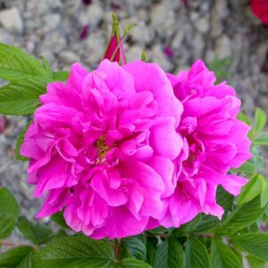Rosa Rug. Hansa