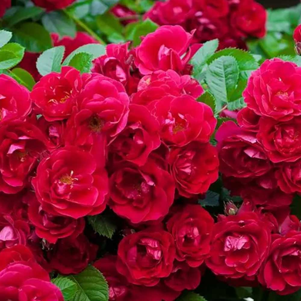 Rosa Fairy Rougue