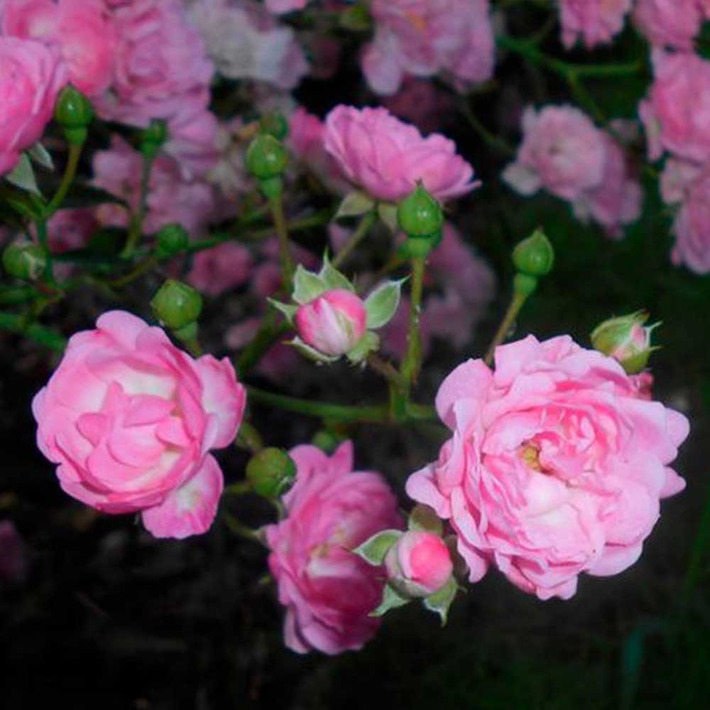 Rosa Feerie the Fairy