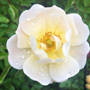 Rosa Ivory Drift