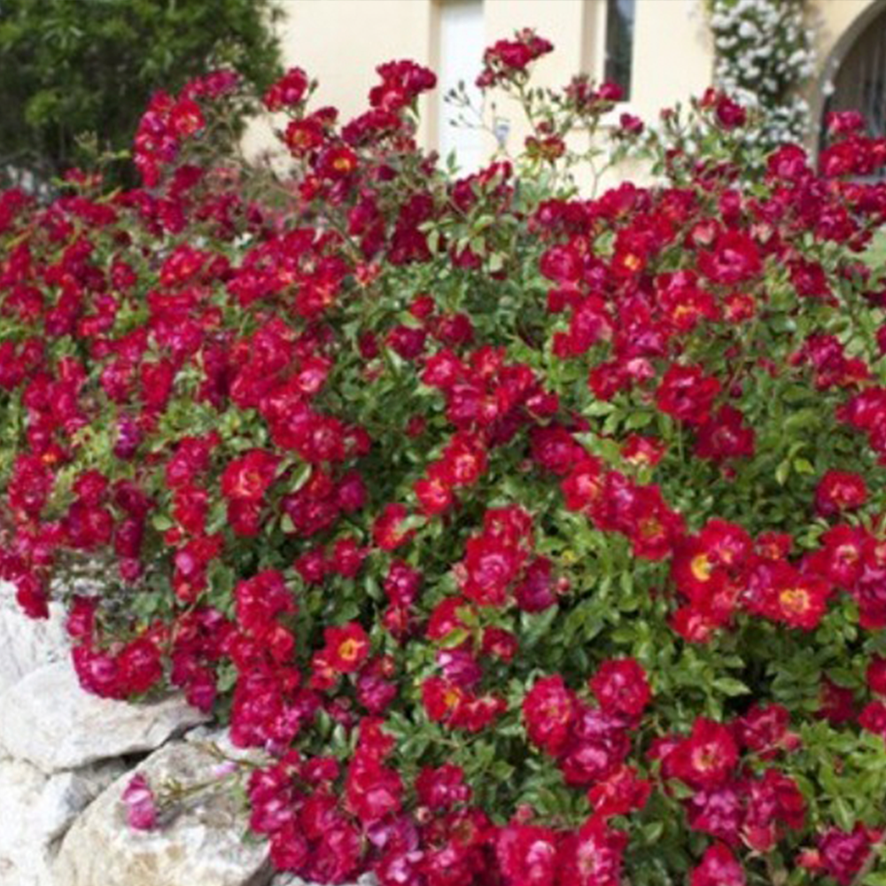 Rosa Red Drift - immagine 2