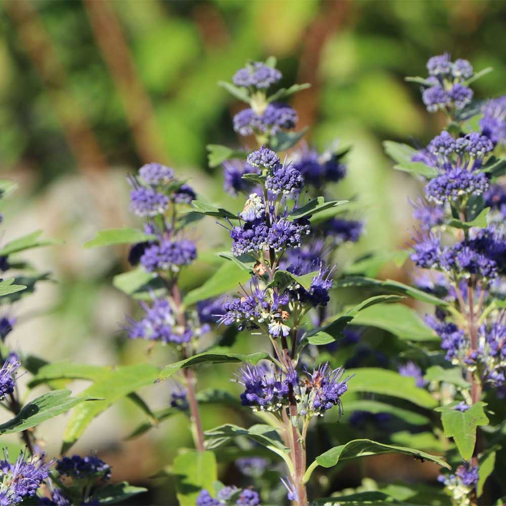 Salvia in varietà - immagine 6